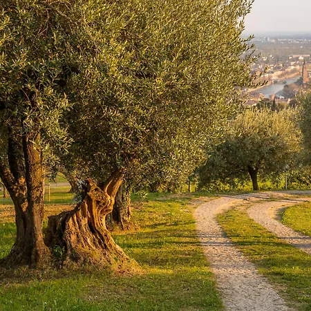 Collina Degli Ulivi Διαμέρισμα